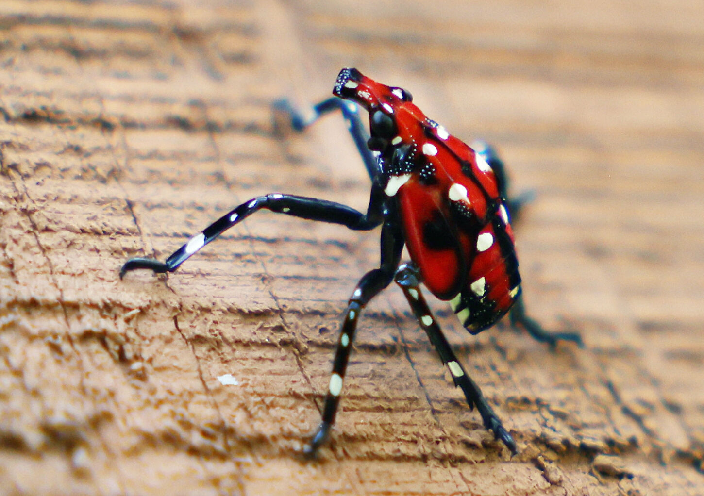 08xx25-roa-xx-lanternfly-01.JPG